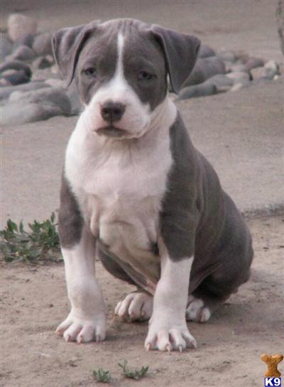 Puppies in WA